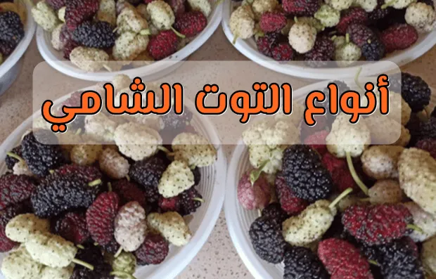 أنواع التوت واسمائها وللتعرف علي التوت الشامي الأبيض أو التوت الاسود.