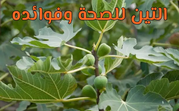 فوائد التين المجفف في النظام الغذائي اليومي