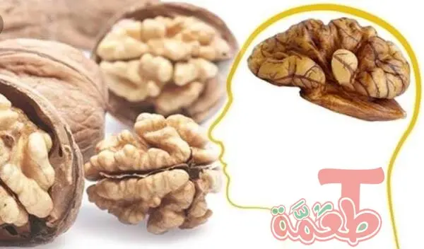 فوائد جوز عين الجمل للذاكرة والتركيز