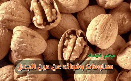 فوائد الجوز واضرار عين الجمل